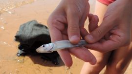 Esta especie ya está en estudio gracias a que dos ejemplares han sido preservados y derivados a biólogos del Chaco por el pescador y periodista Facundo Velázquez.