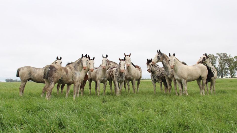 Los caballos argentinos son muy reconocidos todo el mundo.