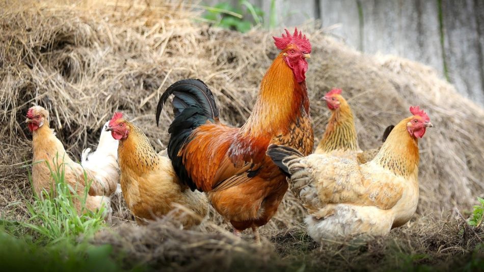 Alerta sanitaria mundial ante la primera transmisión de gripe aviar H5N8 a un humano.