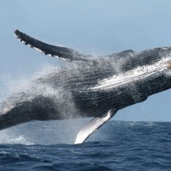 Las ballenas contribuyen a enfriar la temperatura del planeta.egular la temperatura del planeta, 