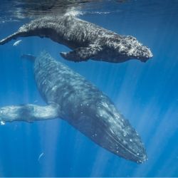 A raíz del descenso de poblaciones de ballenas, se estima que se emitieron entre 190 mil y 2 millones de toneladas de carbono por año.