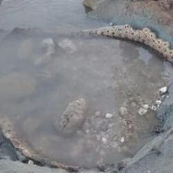 Los restos fósiles del gliptodonte fueron encontrados en la playa marchiquitense.