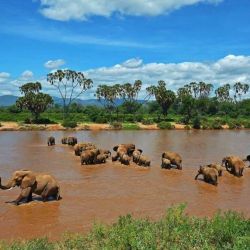 Parques Nacionales de Kenia para hacer avistaje de fauna nativa.