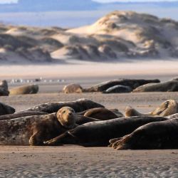 Esta fotografía muestra focas grises y terneros marinos acostados en una playa cerca de Calais, en el norte de Francia.AFP | Foto:AFP