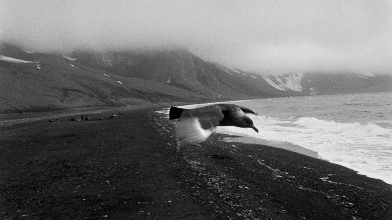 Solitario, un pájaro planea sobre una brumosa y volcánica isla antártica. | Foto:Adriana Lestido