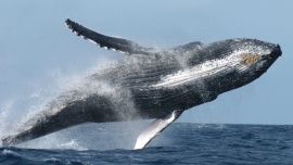 Las ballenas contribuyen a enfriar la temperatura del planeta.