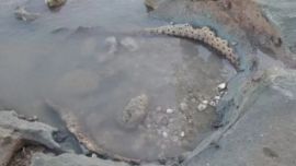 Los restos fósiles del gliptodonte fueron encontrados en la playa marchiquitense.