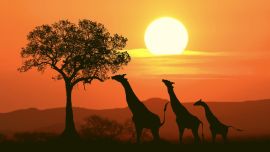 Parques Nacionales de Kenia para hacer avistaje de fauna nativa.