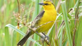 Actualmente, el tordo amarillo vive solo en dos lugares de la Argentina.