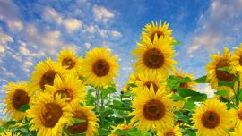 Martes 23 de febrero: máxima 28º con cielo algo nuboso.