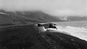 Solitario, un pájaro planea sobre una brumosa y volcánica isla antártica.