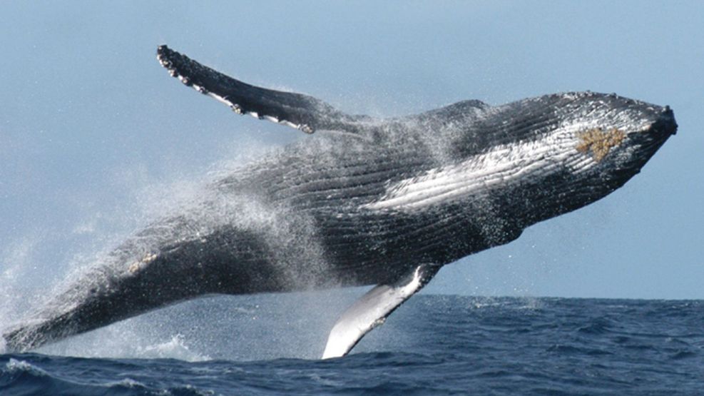 ¿Por qué las ballenas ayudan a combatir el cambio climático?