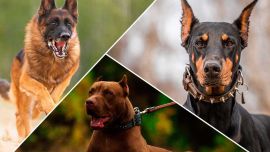 Hay perros que cuentan con un mayor instinto de protección territorial que otros.