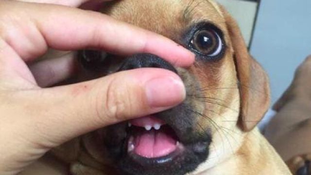 Perrito viral