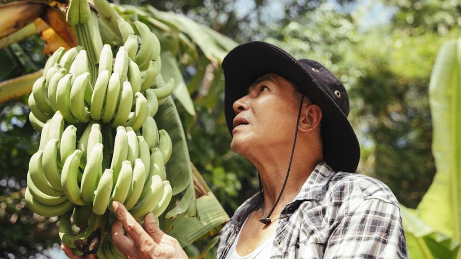 Producción de bananas
