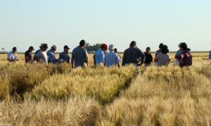 Productores agropecuarios.