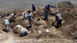 Un arriero descubrió cuatro gliptodontes en Bolívar