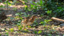 El muití vuelve a los bosques de Iberá después de 50 años de extinción.