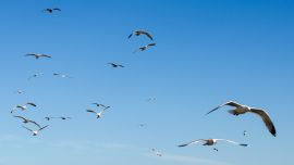 Viernes 26 de febrero: máxima 30º con cielo despejado.