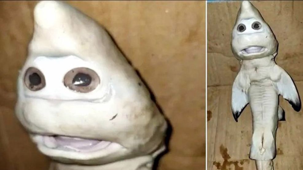 tiburón que nació con cara de humano 20210225