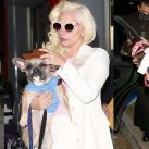 Disparos y secuestro: Lady Gaga sufre tras brutal ataque al paseador de sus perros, a quienes se llevaron