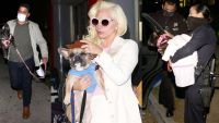Disparos y secuestro: Lady Gaga sufre tras brutal ataque al paseador de sus perros, a quienes se llevaron