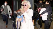 Disparos y secuestro: Lady Gaga sufre tras brutal ataque al paseador de sus perros, a quienes se llevaron