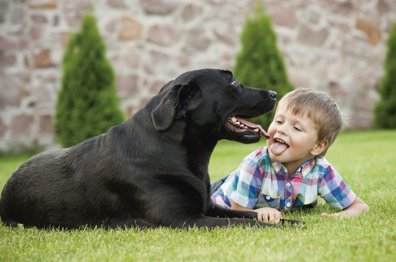 La masa corporal de cada perro tiene relación directa con la fuerza que puede alcanzar.