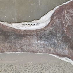 Escápula hallada del titanosaurio más antiguo del mundo.