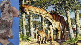 Los nvestigadores bautizaron a esta nueva especie de dinosaurio gigante con el nombre de Ninjatitan zapataí
