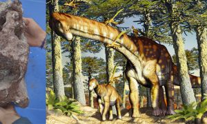 An image of a vertebrae from the Ninjatitan zapatai, accompanied by an artistic reproduction of a titanosaur, drawn by artist Jorge González.