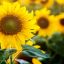 heliotropismo Es la famosa capacidad de esta flor de orientarse siempre en la dirección del sol, de ahí su nombre.