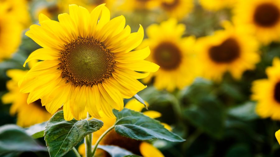 heliotropismo Es la famosa capacidad de esta flor de orientarse siempre en la dirección del sol, de ahí su nombre.