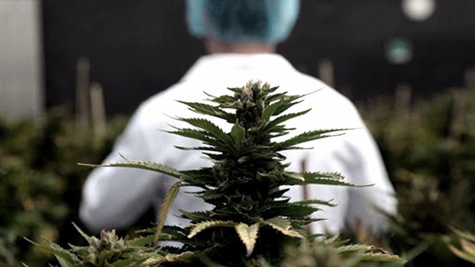 Cannabis