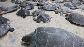 La inesperada ola de frío fue la causal de que miles de tortugas quedaran varadas en el Golfo de México.