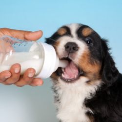 Contra lo que muchos creen, la leche es uno de los peores enemigos para la salud de nuestros perros.