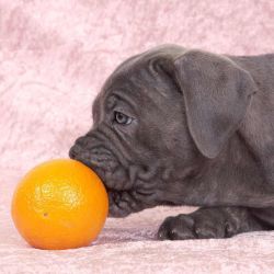 Las frutas cítricas pueden causarles serios problemas estomacales a los perros.