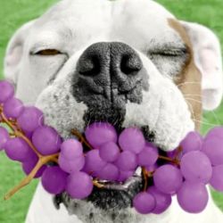 Tanto las uvas como las pasas de uva son altamente tóxicas para nuestros fieles amigos.
