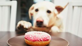 A la hora de compartir nuestra comida con nuestros fieles amigos hay que tener mucho cuidado.