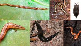 La presencia de estos invertebrados representan un serio riesgo para la biodiversidad.