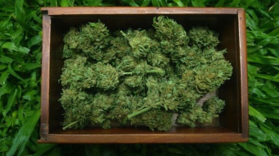 cannabis2021