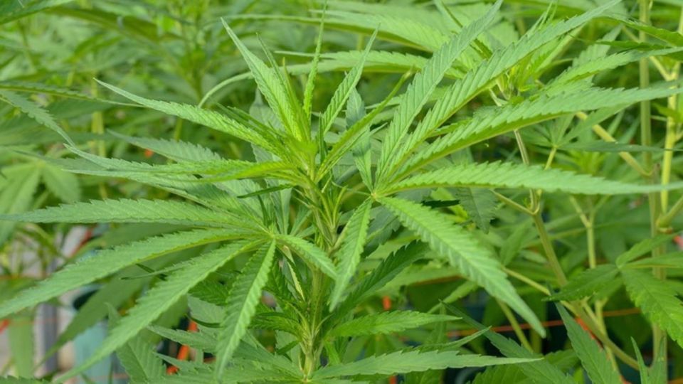 cannabis2021