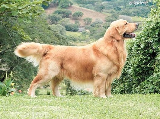 pronto Cumplimiento a Me gusta Weekend | Estas son las 5 razas de los perros más lindos del mundo