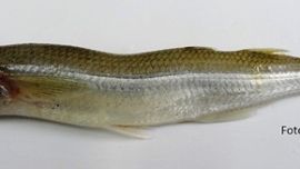 Hay pejerreyes que aparecen como jorobados y los especialistas explican las cuausa.