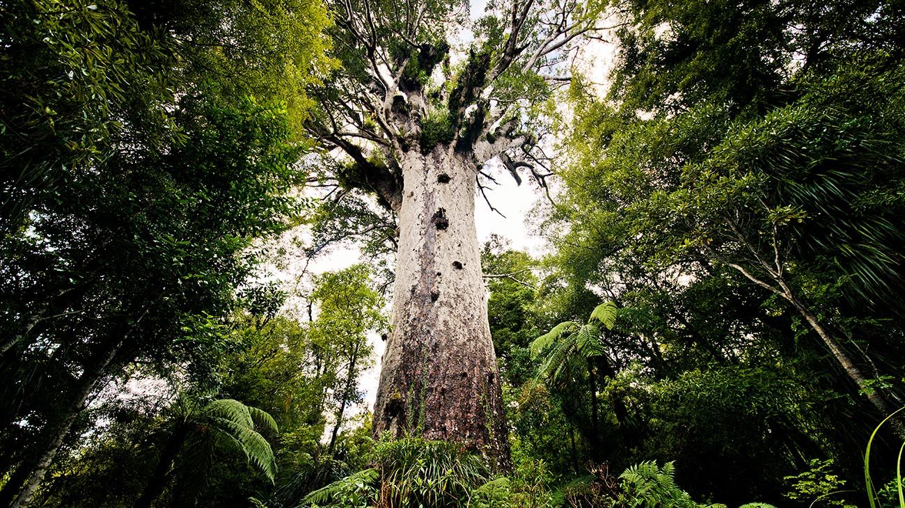 Bosque antártico,coníferas grandes