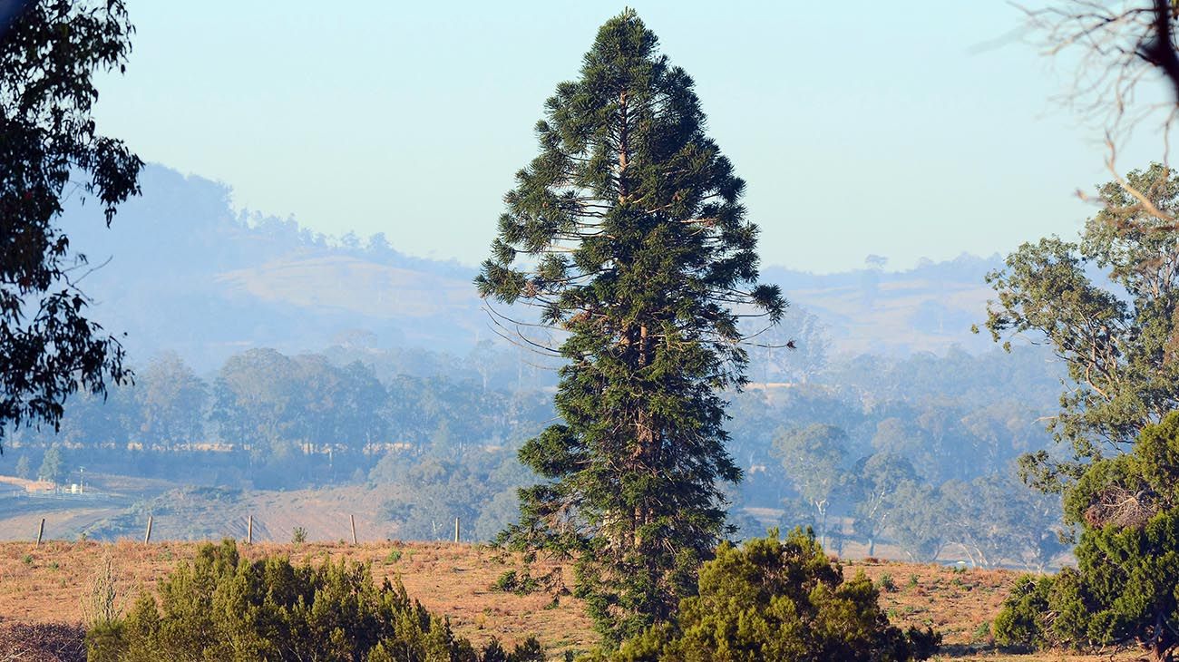 Bosque antártico,coníferas grandes