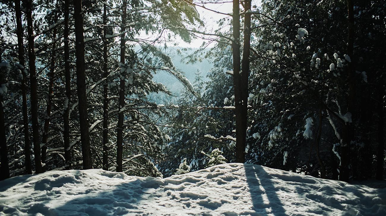 Bosque antártico,coníferas grandes