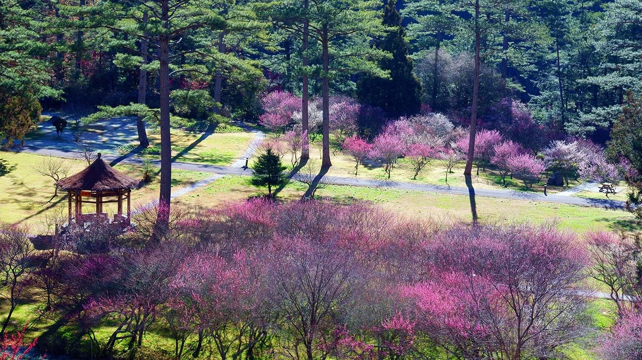 Bosque antártico,coníferas grandes