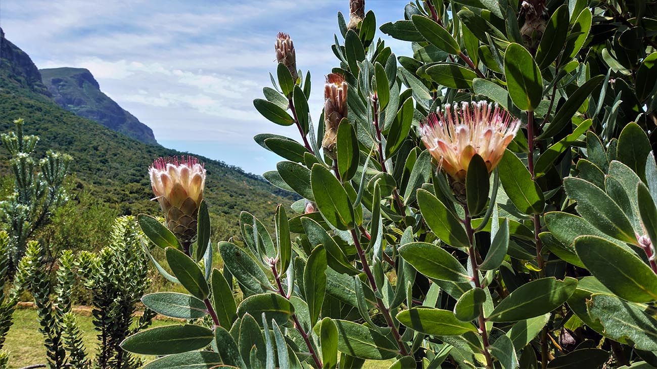 Bosque antártico,coníferas grandes