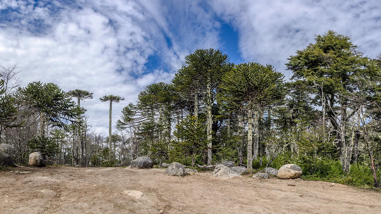 Bosque antártico,coníferas grandes